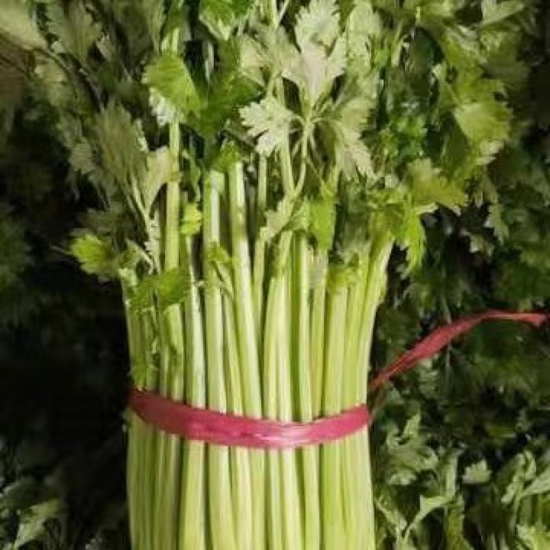 【荐】芹菜河北芹菜55cm以上品相好价格低西芹视频看货