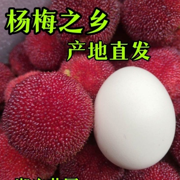 杨梅苗(台梅苗)杨梅树2-4年苗嫁接苗南方杨梅苗