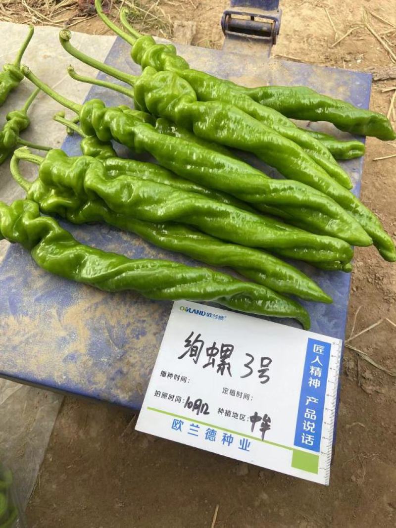 绚螺三号无限生长型全螺旋陇椒种子麻面顺直高产螺丝椒种子