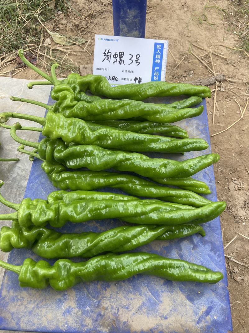 绚螺三号无限生长型全螺旋陇椒种子麻面顺直高产螺丝椒种子