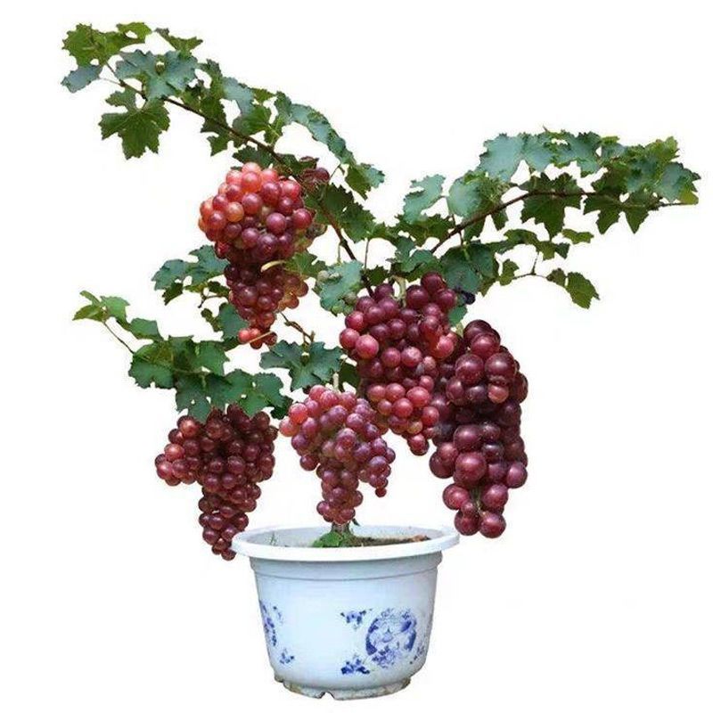 红提无籽葡萄苗果树南北方四季种植盆栽地栽葡萄树苗当年