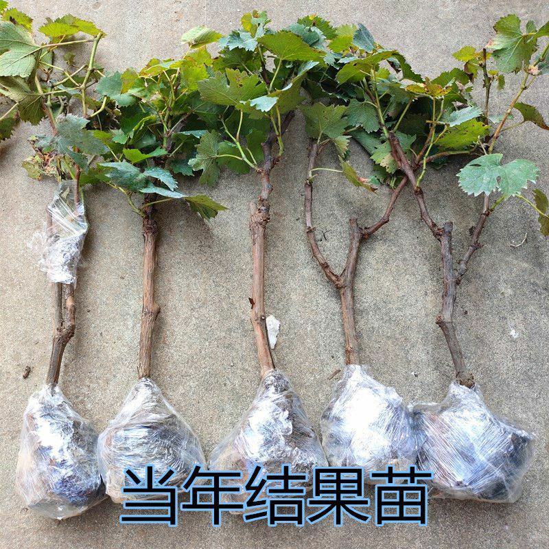 红提无籽葡萄苗果树南北方四季种植盆栽地栽葡萄树苗当年
