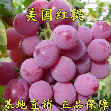 红提无籽葡萄苗果树南北方四季种植盆栽地栽葡萄树苗当年