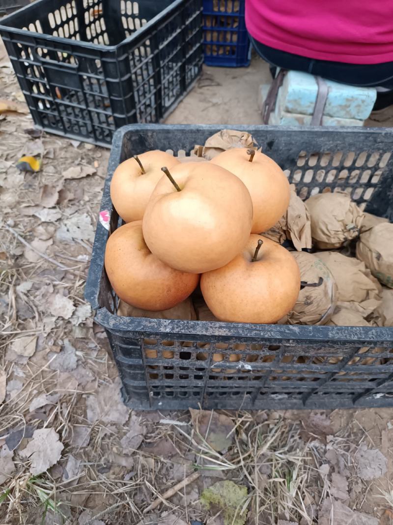 富硒梨出售