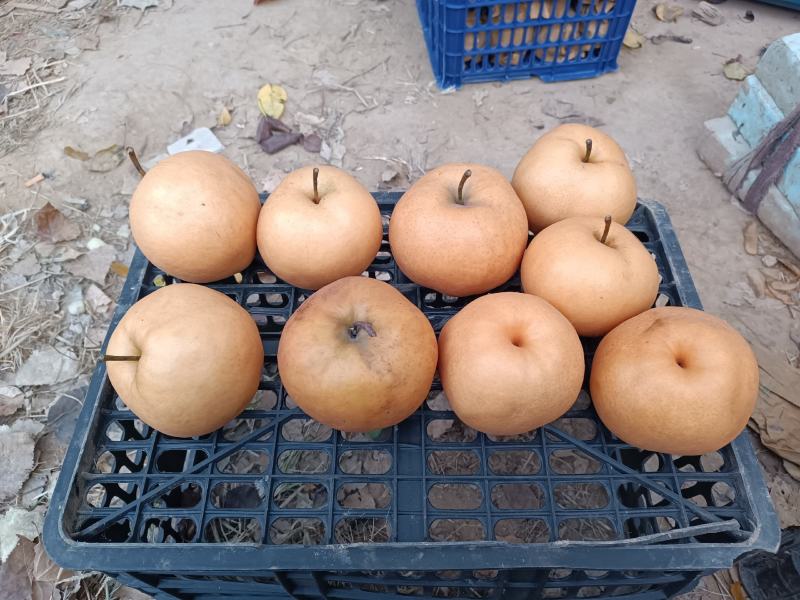 富硒梨出售