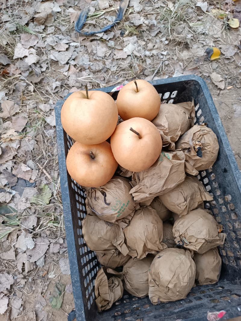 富硒梨出售