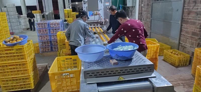 脆柿恭城脆柿瑶族高山优质果源对接商超市场