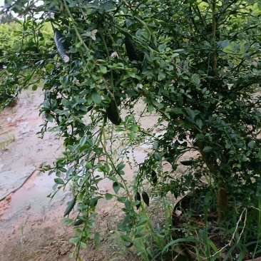 手指柠檬树