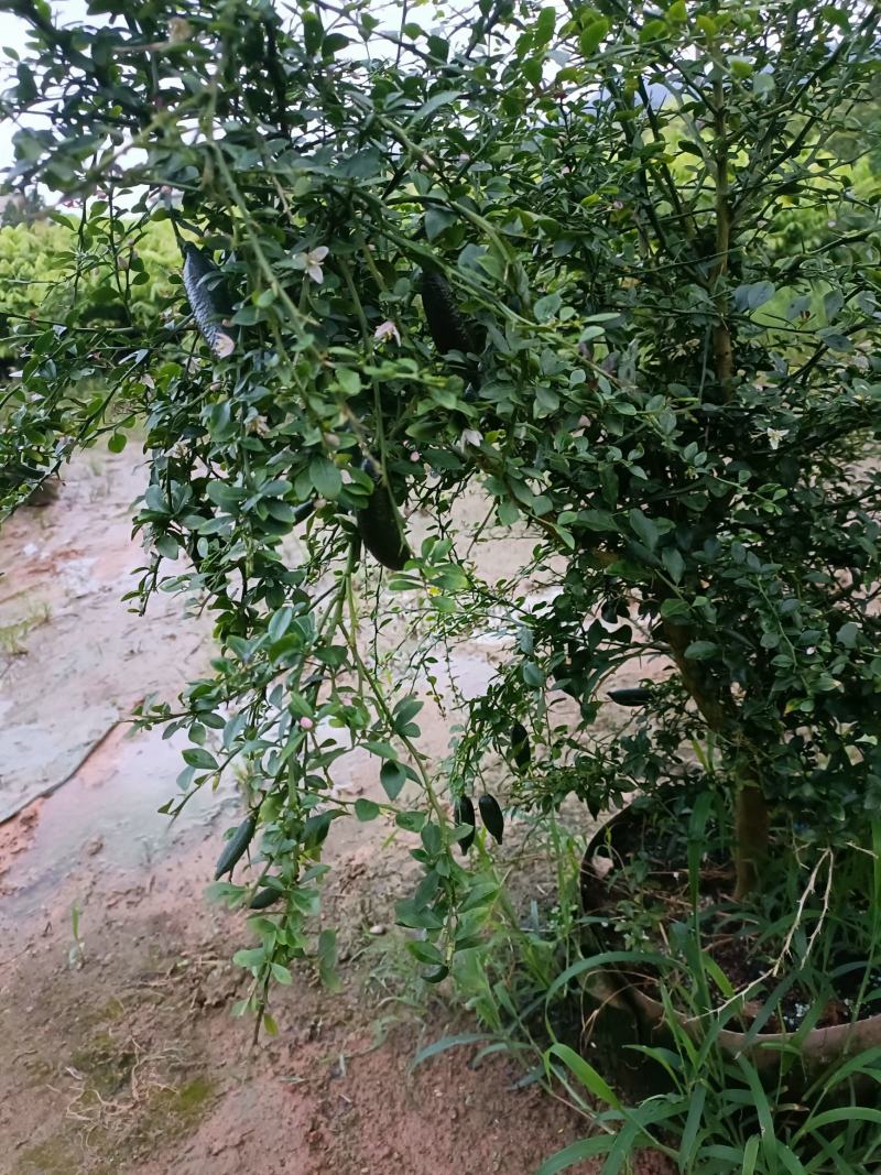 手指柠檬树