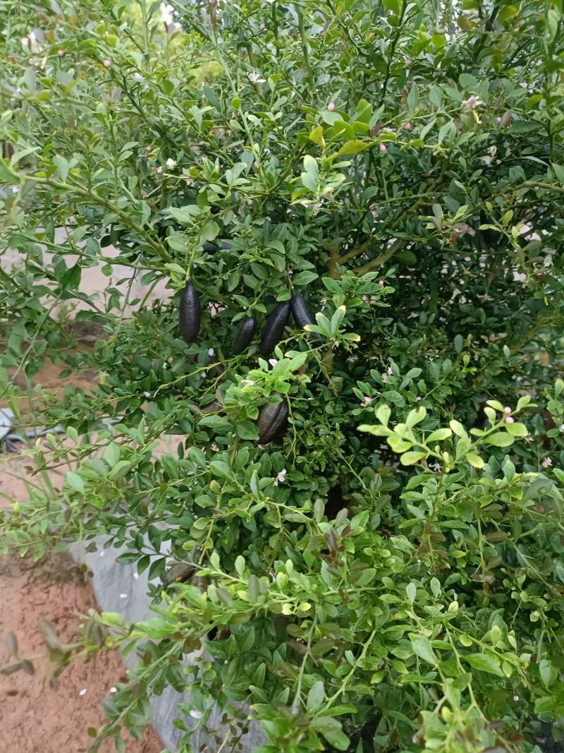 手指柠檬树