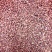 红樱子高梁