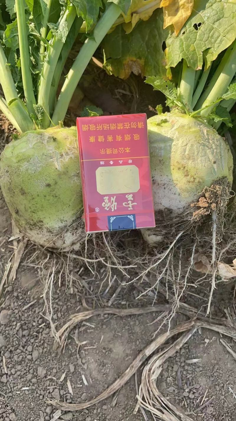 芥菜疙瘩