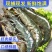 青岛船冻海虾20厘米批发大虾4斤不含冰