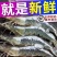 青岛船冻海虾20厘米批发大虾4斤不含冰