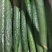 广东密刺，细长翠绿带刺爽脆，当天采摘，精挑精品货