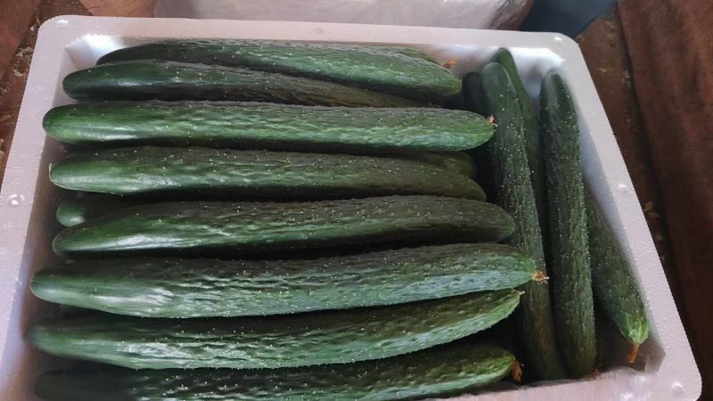 广东密刺，细长翠绿带刺爽脆，当天采摘，精挑精品货