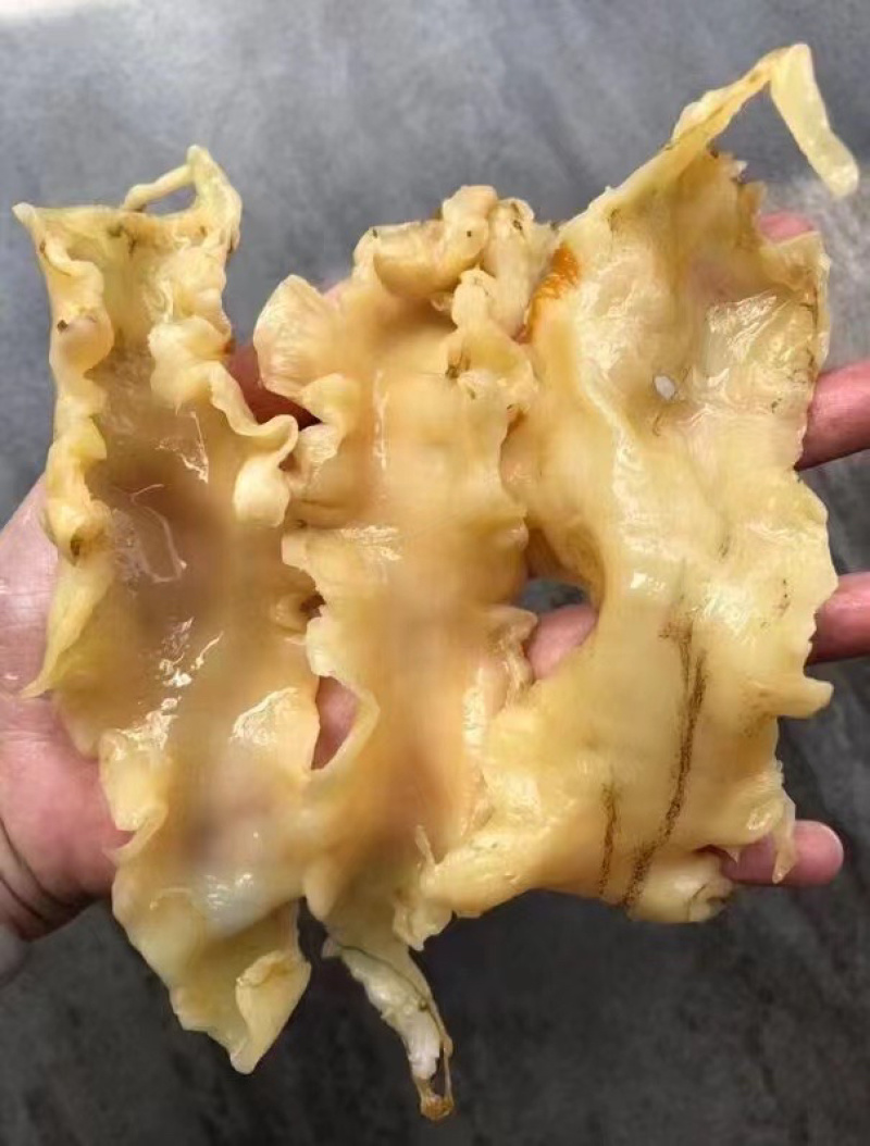 鳕鱼胶