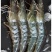 青岛船冻海虾20厘米批发大虾4斤不含冰