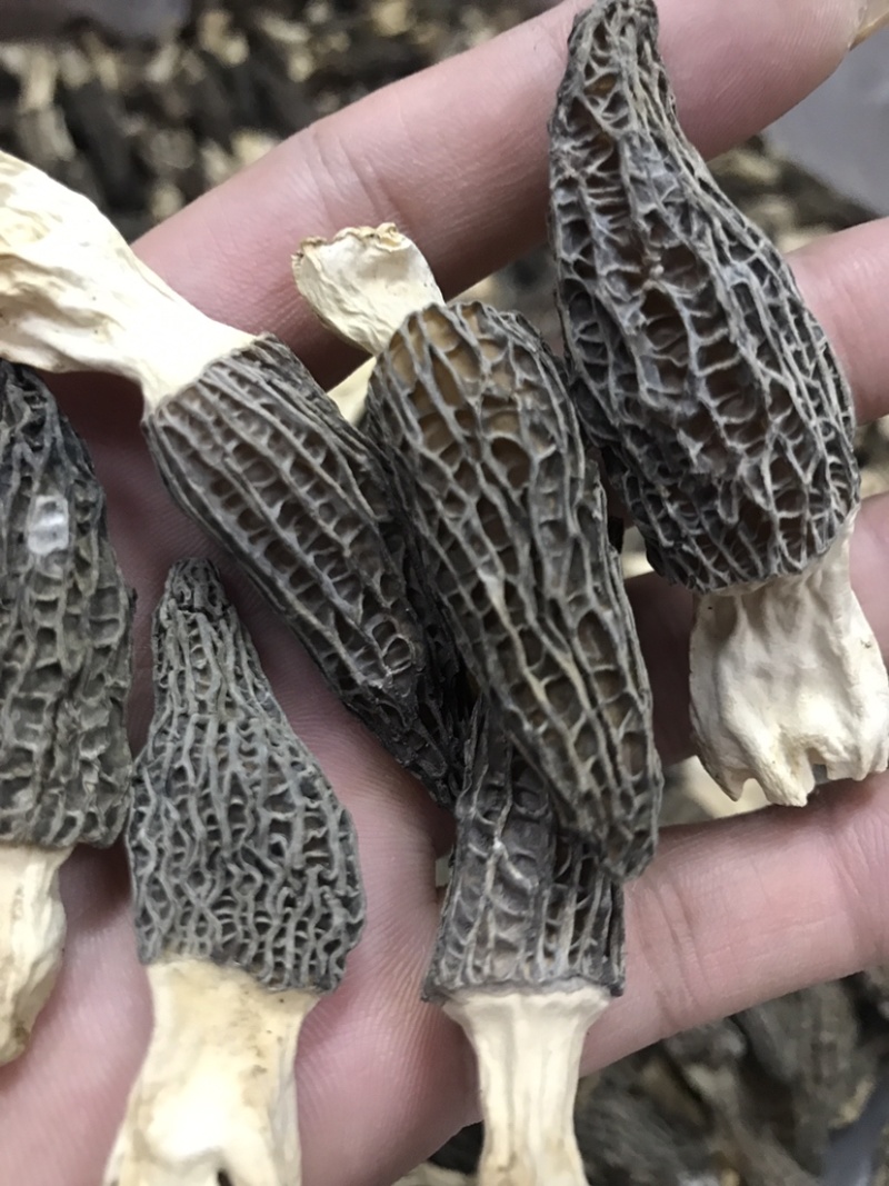 【推荐】精品羊肚菌干货羊肚菌批发零售基地直发保质保量