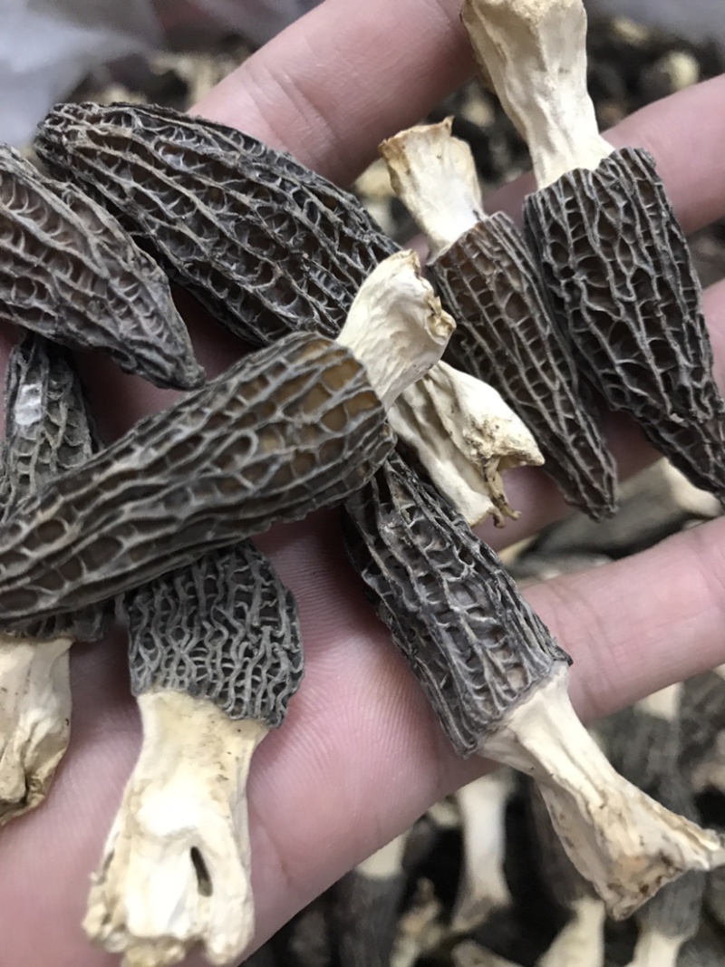 【推荐】精品羊肚菌干货羊肚菌批发零售基地直发保质保量