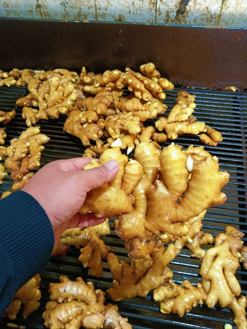 小黄姜姜疗足疗用姜优质小黄姜常年批发供应全国可物流发货
