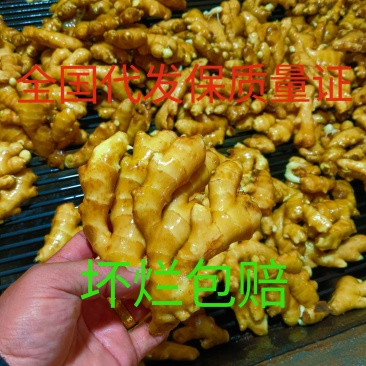 小黄姜姜疗足疗用姜优质小黄姜常年批发供应全国可物流发货