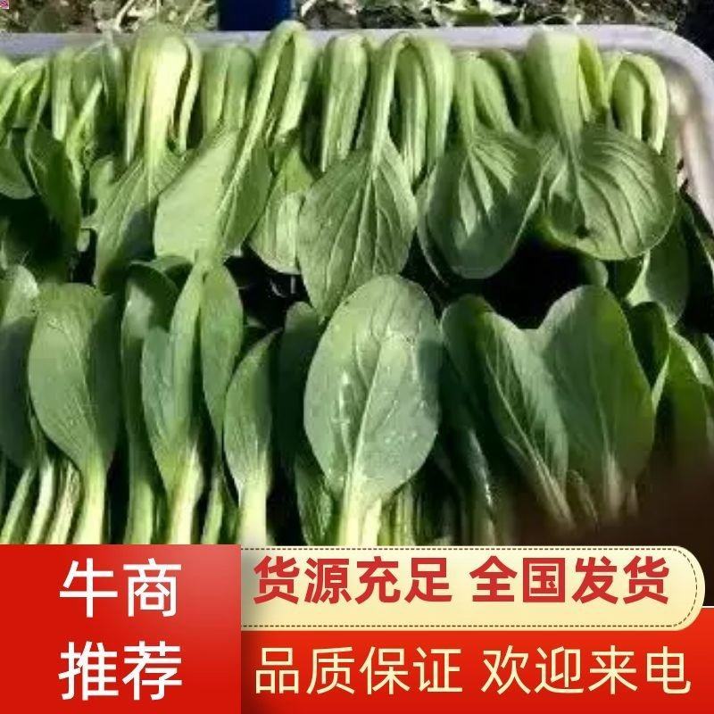 南通温室大棚油菜，小青菜/对接商超，档口，食堂，长期供货