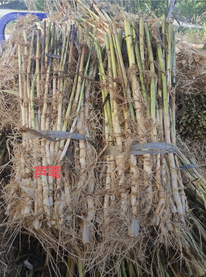 白洋淀野生芦苇苗，根须多，成活率高，质量有保证。
