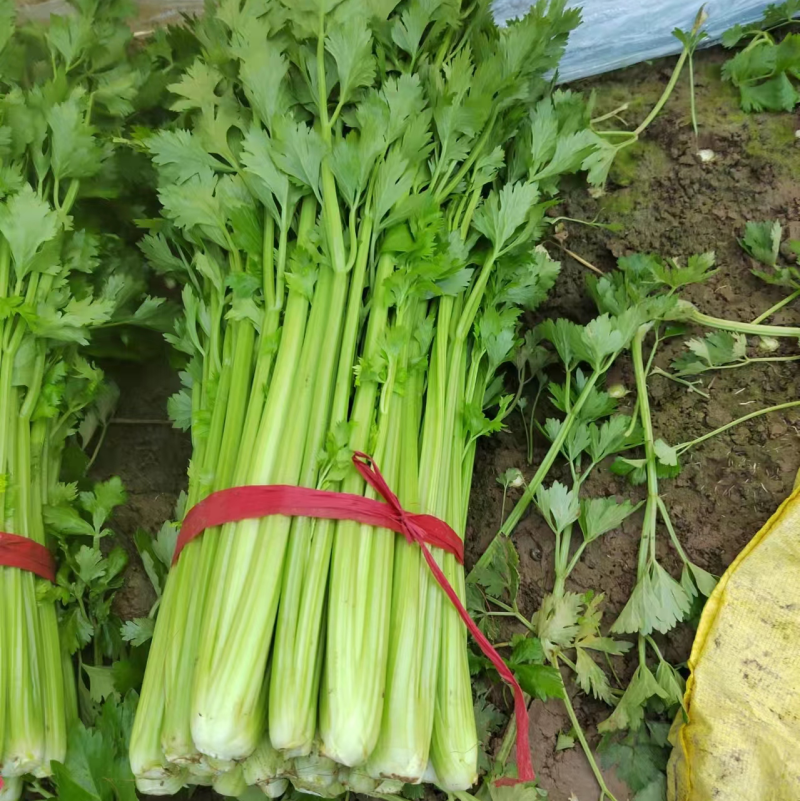 【好货】芹菜精品西芹供应各大市场电商商超欢迎咨询