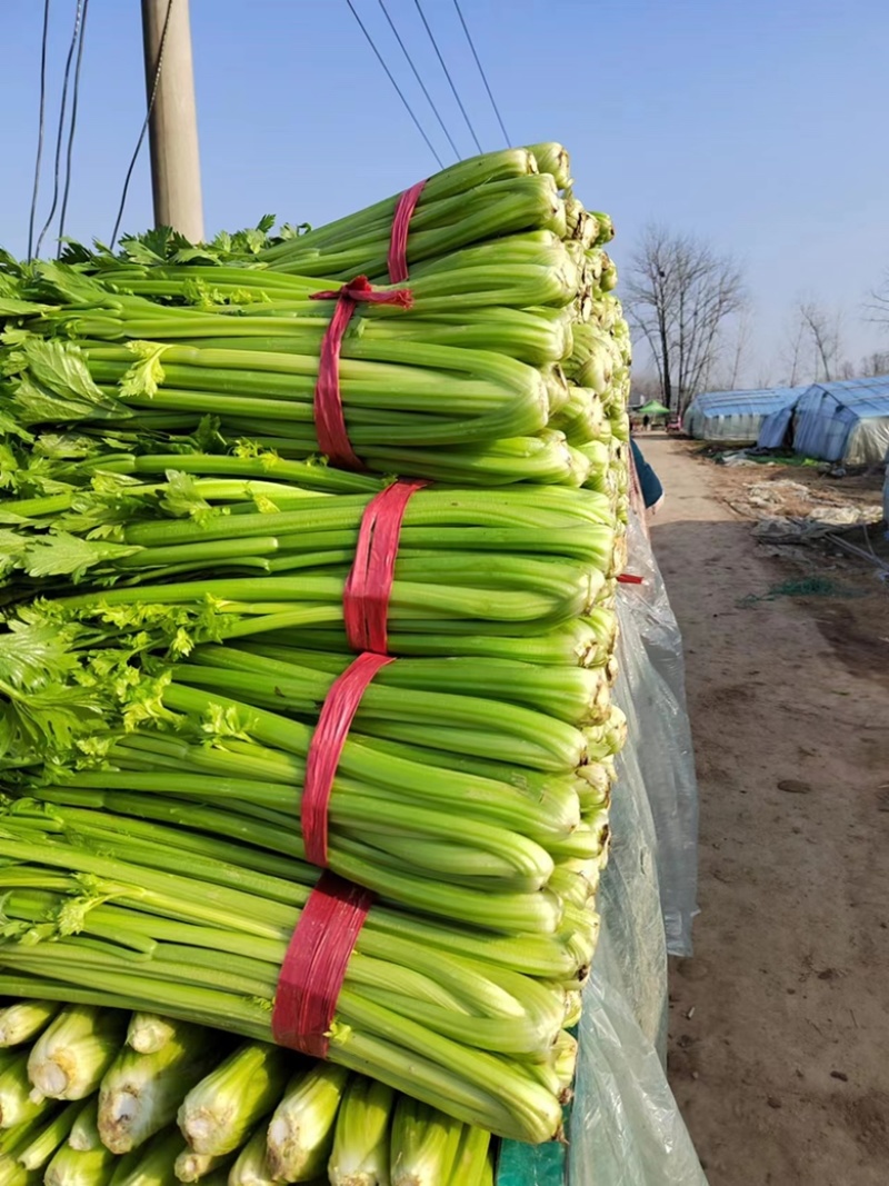 【好货】芹菜精品西芹供应各大市场电商商超欢迎咨询