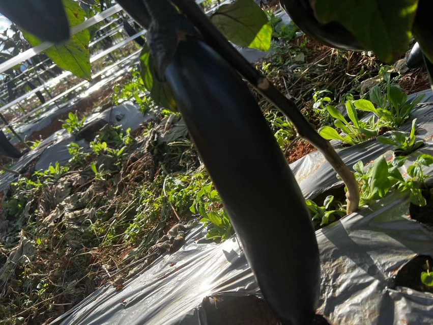 番茄种植地理分布示意图