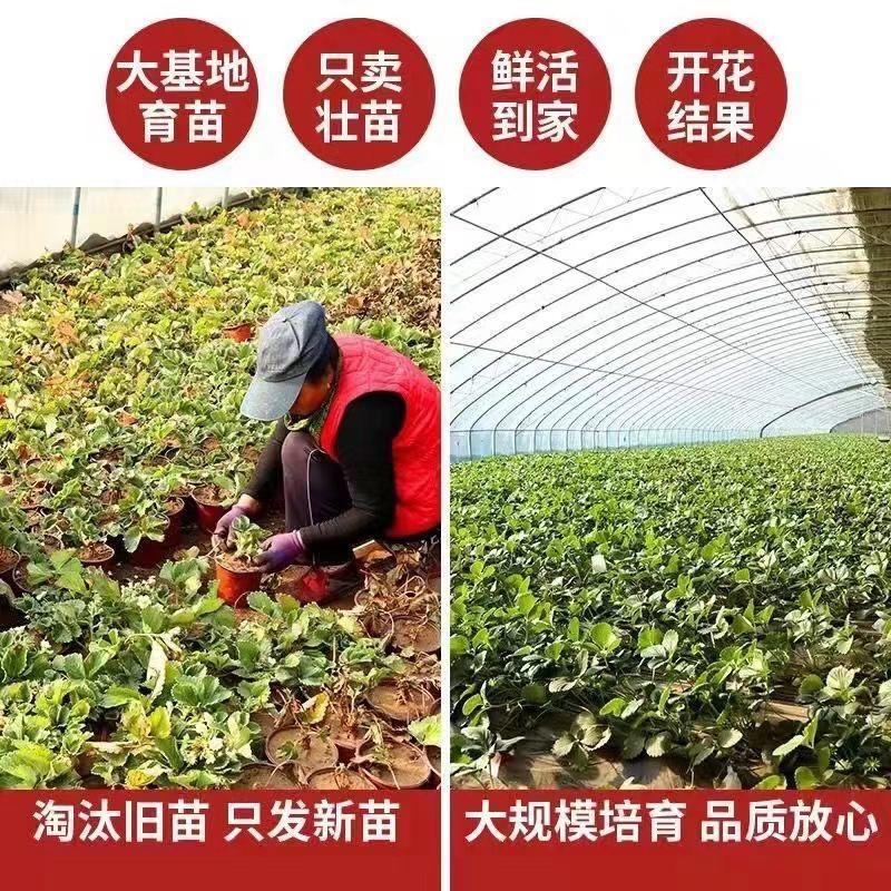 草莓苗大量有货带盘发货品种齐全量大优惠包送到了