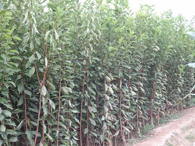 巫山脆李标准化果园与蜂糖李生态种植基地航拍对比