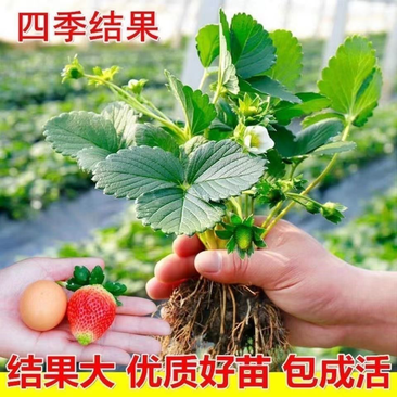 红颜草莓苗大量有货品种齐全包送到家