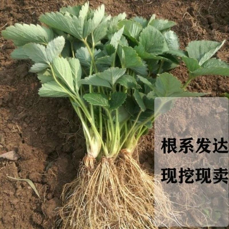 红颜草莓苗大量有货品种齐全包送到家