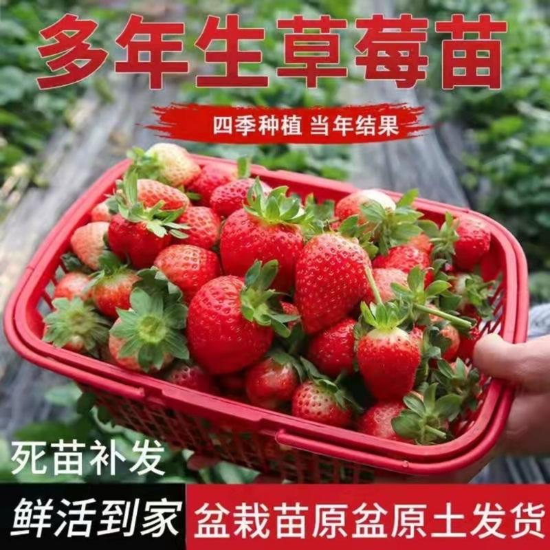 红颜草莓苗大量有货品种齐全包送到家