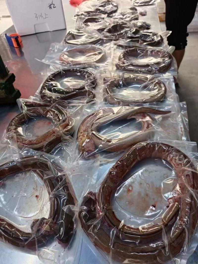 福建东山本地土龙，豆齿蛇鳗鱼