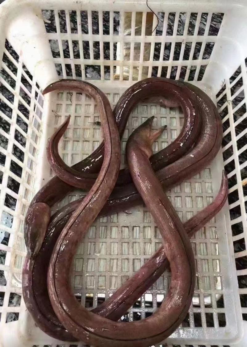 福建东山本地土龙，豆齿蛇鳗鱼