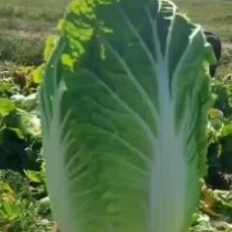 精品白菜甘肃大白菜黄心白菜产地大量有货欢迎合作