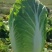 精品白菜宁夏白菜银川大白菜黄心白菜产地大量有货