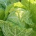 精品白菜宁夏白菜银川大白菜黄心白菜产地大量有货