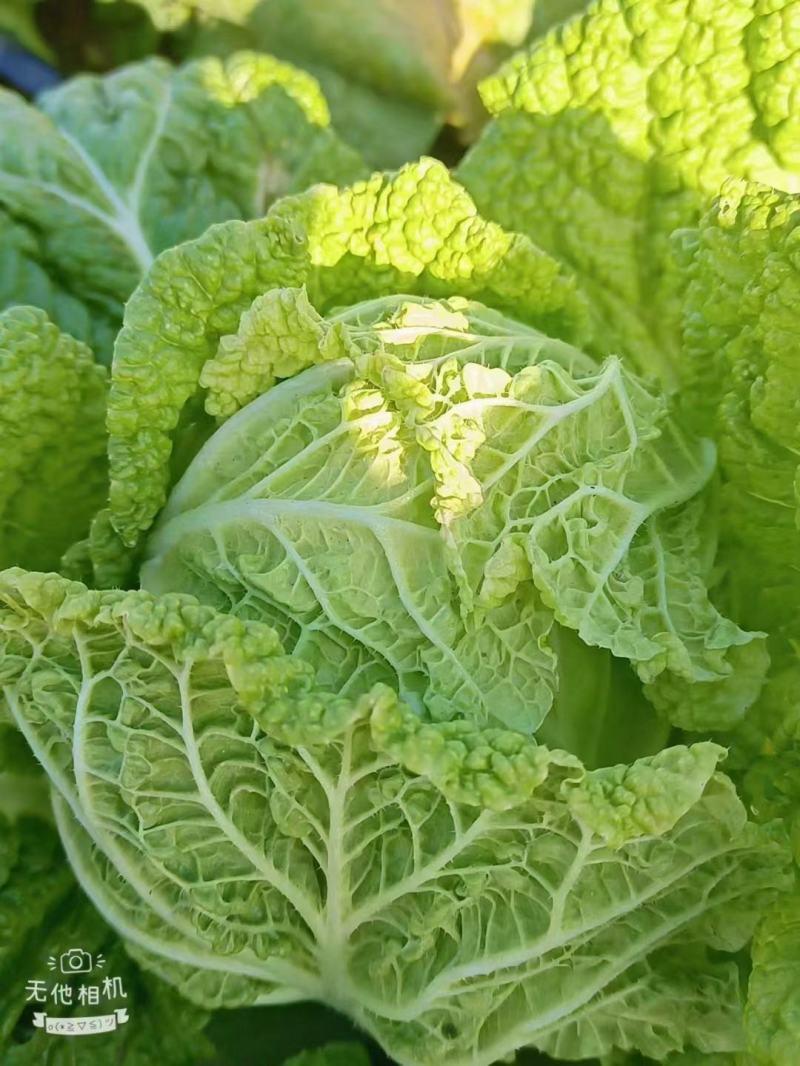 精品白菜宁夏白菜银川大白菜黄心白菜产地大量有货