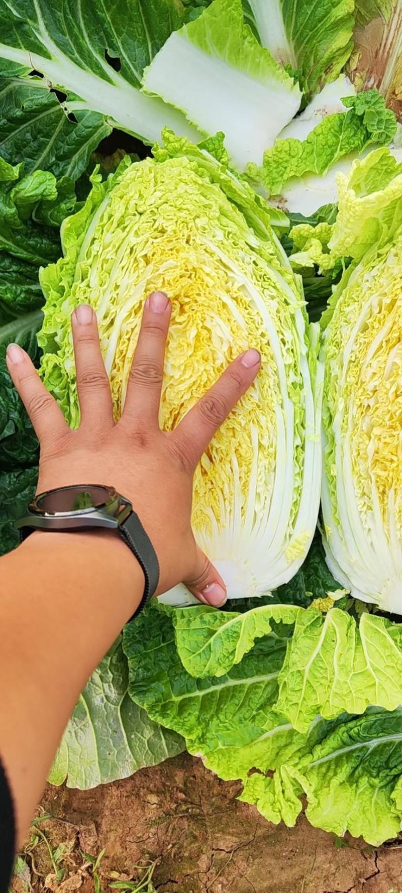 精品白菜宁夏白菜银川大白菜黄心白菜产地大量有货