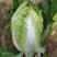精品白菜宁夏白菜银川大白菜黄心白菜产地大量有货