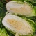 精品白菜宁夏白菜银川大白菜黄心白菜产地大量有货