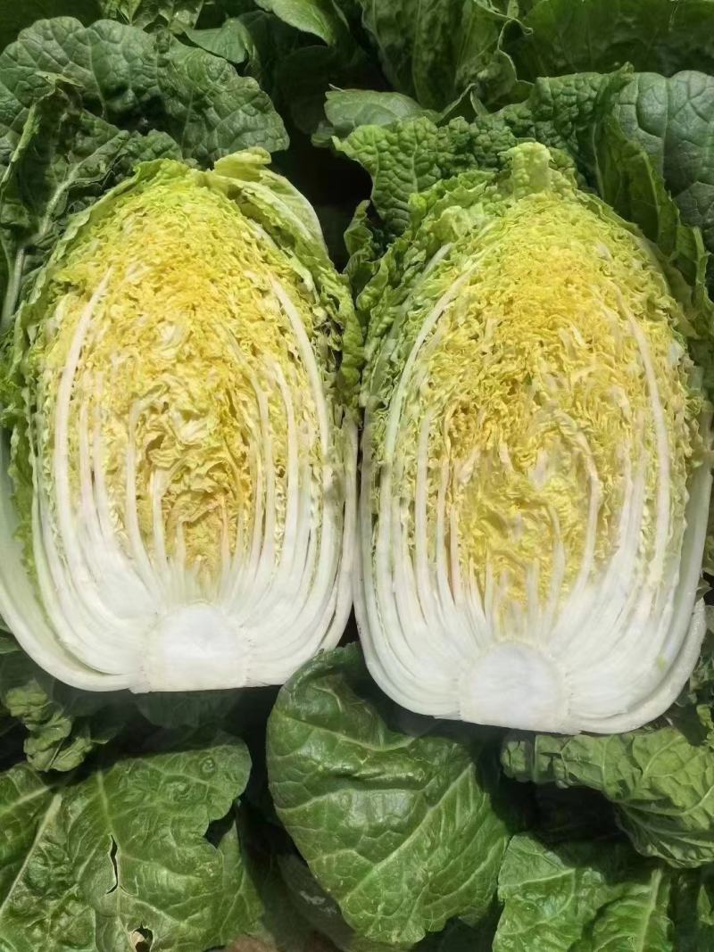 精品白菜宁夏白菜银川大白菜黄心白菜产地大量有货