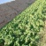 精品白菜宁夏白菜银川大白菜黄心白菜产地大量有货