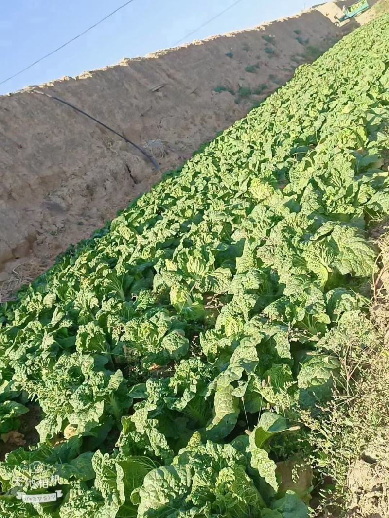 精品白菜宁夏白菜银川大白菜黄心白菜产地大量有货