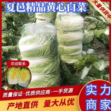 夏邑白菜精品黄心白菜大量上市中产地直供量大从优全国发