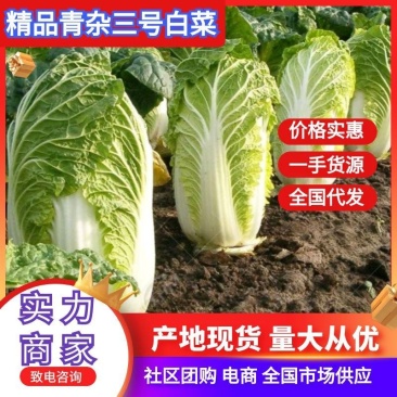 青杂三号白菜夏邑白菜黄心白菜河南白菜产区直发新鲜直采